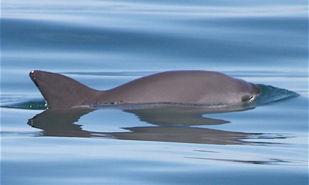 Vaquita